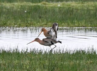 onze nationale vogel is druk.........