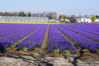 West Holland Kleurt!