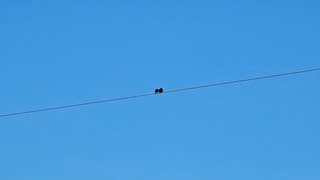 Vogels bij heldere hemel