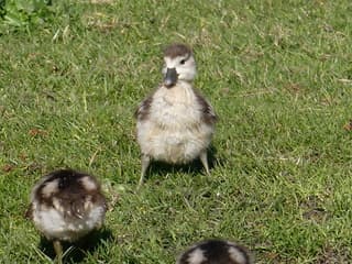 Kleine nijlgansjes in de lentezon