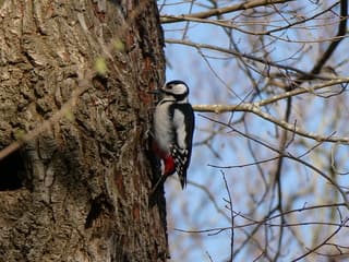 Grote Bonte Specht in het bos