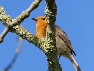 Roodborstje in de lentezon ☀️