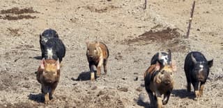 Lekker scharrelen en ravotten in het zonnetje