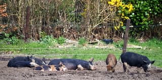 Scharrelen en luieren in het heerlijke lentezonnetje