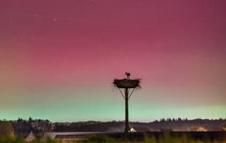 Fotografisch noorderlocht met ooievaars 
