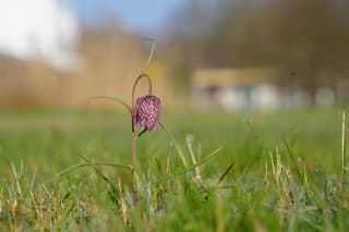 Kievitsbloem met druppels 