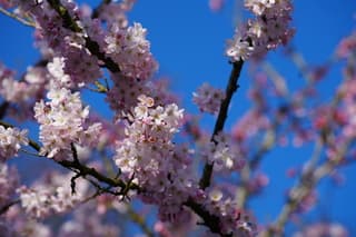 Roze bloesem en blauwe lucht 