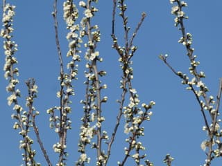 lente /blauwe achtergrond