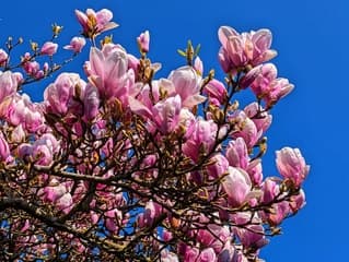 Magnolia volop in bloei