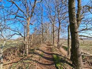 Bospaadje in het blauw