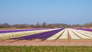 Bollenvelden onder een staalblauwe lucht