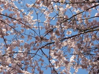 Genieten van de bloesembomen. 