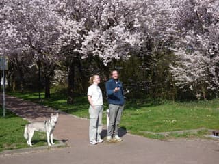 Genieten van de bloesembomen. 