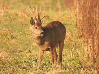 Reebok met een prachtige nieuwe gewei op 