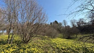 Narcissenroute bij een strak blauwe lucht