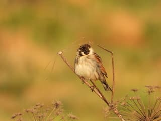 Het voorjaarsweer in zijn bolletje