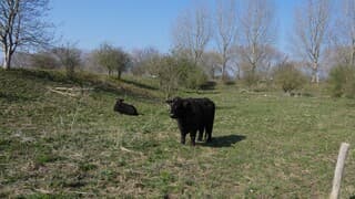 Mooi lenteweer ook voor de galloway runderen.