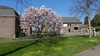 Magnoliastruik op veel plaatsen in bloei.