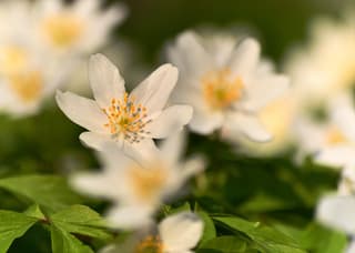 Dromerige bosanemonen