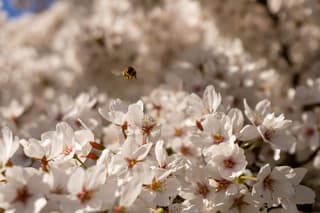 Een bezige bij tussen de kersenbloesem