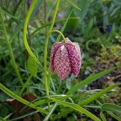 De kievitsbloem bloeit in volle glorie, wat een prachtige lente bloem.