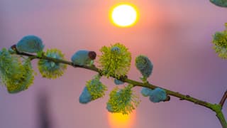  Fraaie, mistige zonsopkomst in Est