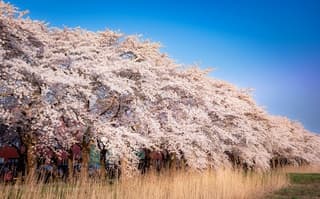 Bloesem van kersenbomen 