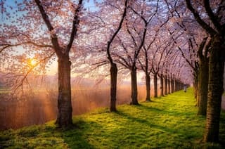 Bloesem in het 'gouden uurtje'
