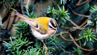 Vuurgoudhaantje in Kennemerduinen