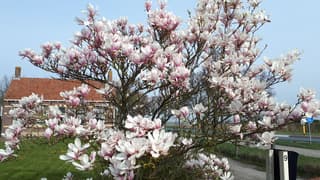 magnolia in bloei 