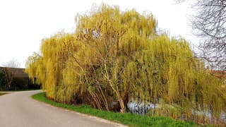 treurwilgen 