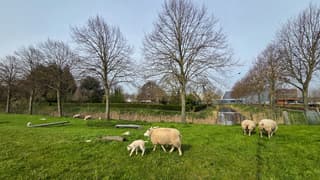Lammetjes lekker genieten in de wei