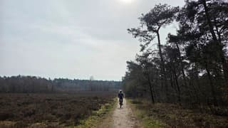  flets zonnetje met halo