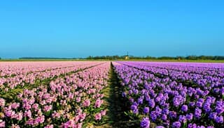 De heerlijke geurende hyacinten komen weer.