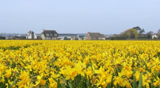 de Bollenstreek kleurt voornamelijk geel
