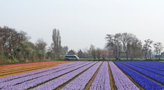 kleurrijk bollenveld