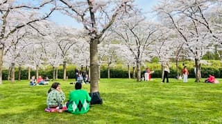 Prachtig weer in het bloesempark vandaag. 