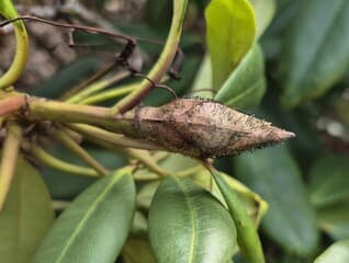 Rhododendronknopvreter