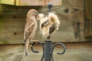 De natuur een handje helpen 