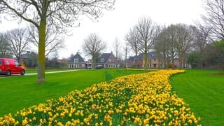 BLOEIENDE NARCISSEN en BEWOLKT