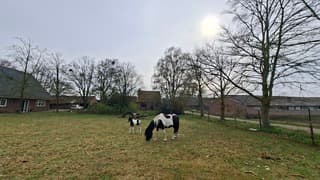 Zonnig en nog warm in Deurningen voor dit paard met veulentje