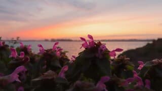 paarse dovenetels tegen gekleurde lucht