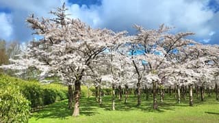 Opklaringen in de middag, bloeiende kersenbloesem