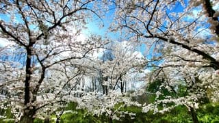 Opklaringen in de middag, bloeiende kersenbloesem