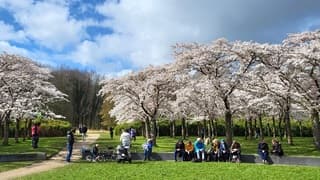 Opklaringen in de middag, bloeiende kersenbloesem