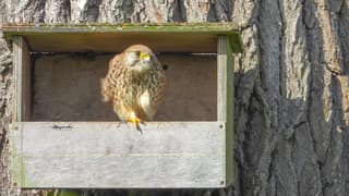 Na een bui in de zon, een Torenvalk
