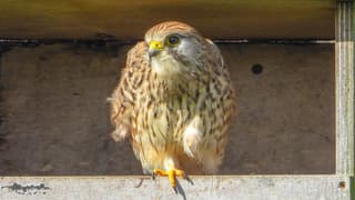 In de zon na een bui een Torenvalk