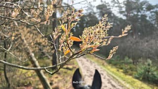 Ontluikende Krentenbloesem