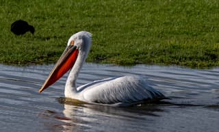 pelikaan in Pijnacker
