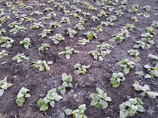 Plantjes bedekt met rijp